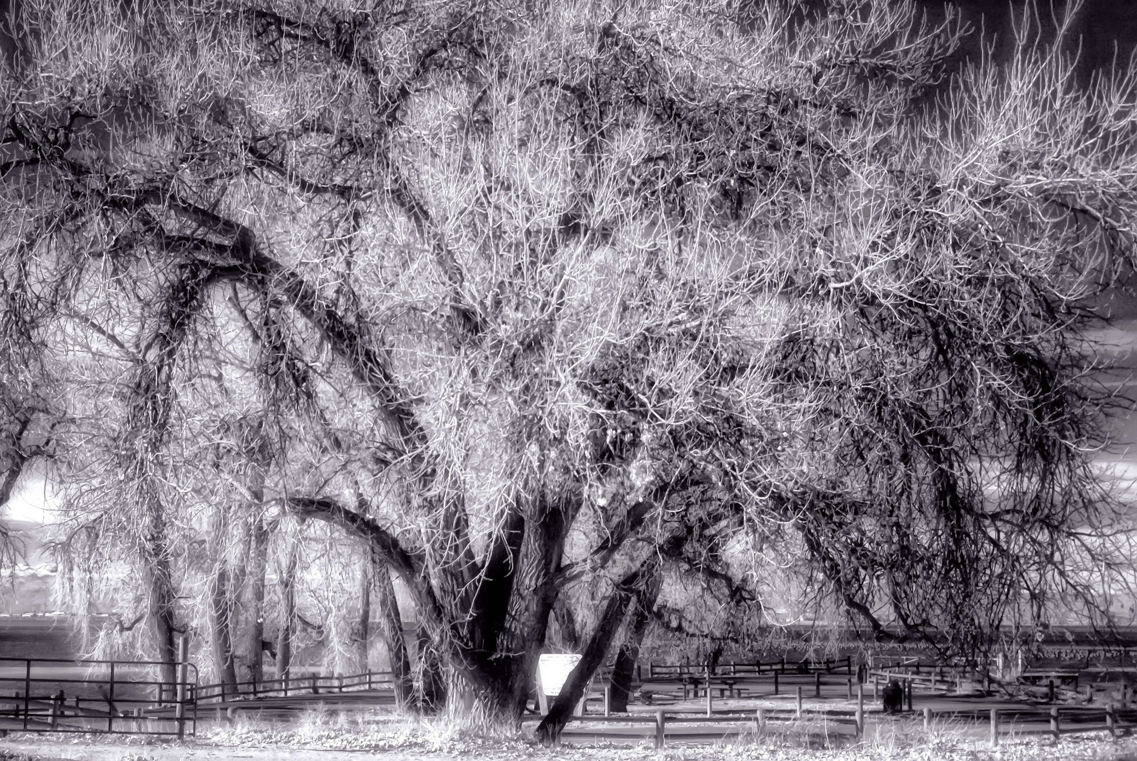 ghosttree