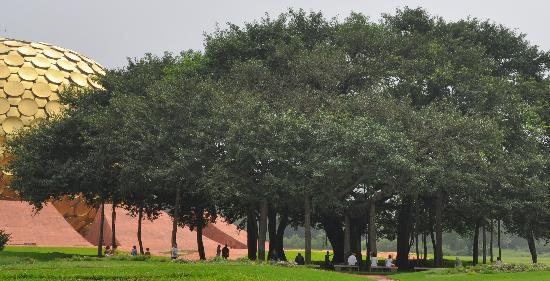 Banyan Tree at Matrimandir