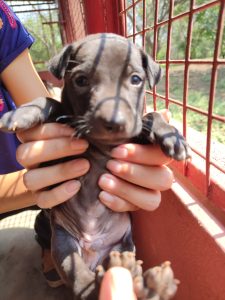 Little Potato Puppy