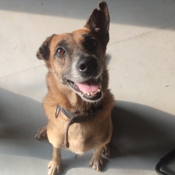 jimmy displaying the perfect sit