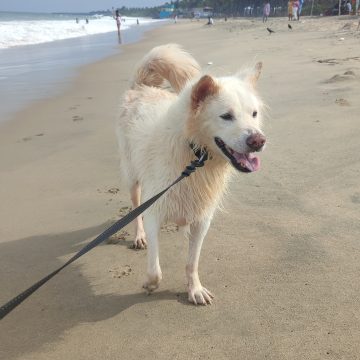 fetch Benny